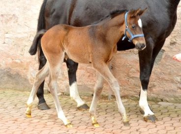  Trakehner Hengstfohlen von Summertime u.d. Thirica v. Enrico Caruso