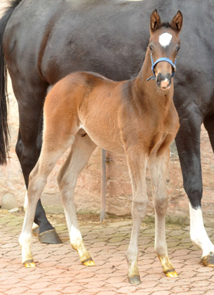  Trakehner Hengstfohlen von Summertime u.d. Thirica v. Enrico Caruso