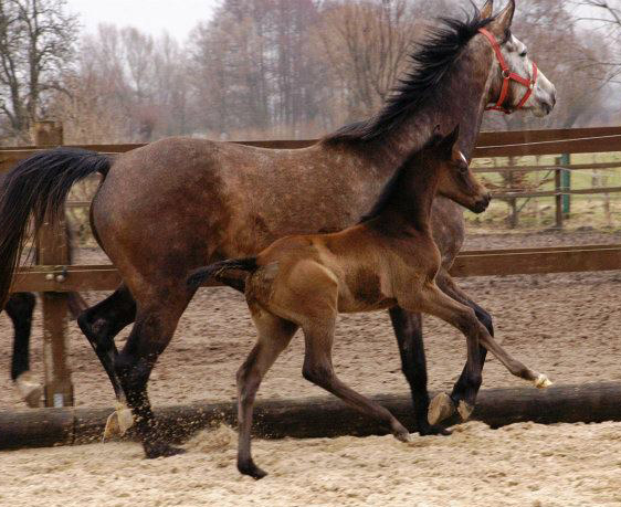 Trakehner Stutfohlen von Exclusiv u.d. Teatime v. Summertime - Foto: Richard Langels - Trakehner Gestt Hmelschenburg