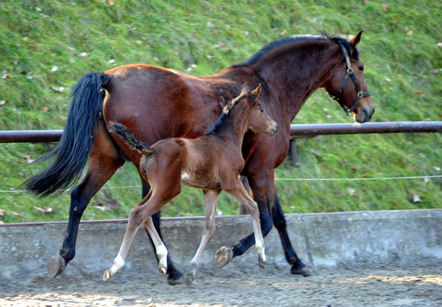 Trakehner Stutfohlen von Oliver Twist u.d. Prmien- und Staatsprmienstute Karena v. Freudenfest - Foto: Beate Langels, Trakehner Gestt Hmelschenburg