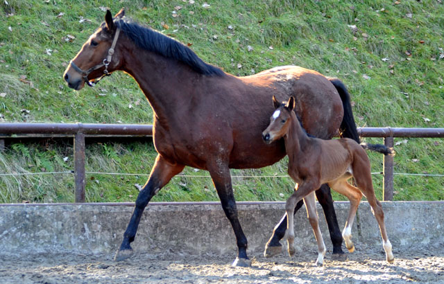 Trakehner Stutfohlen von Oliver Twist u.d. Prmien- und Staatsprmienstute Karena v. Freudenfest - Foto: Beate Langels, Trakehner Gestt Hmelschenburg