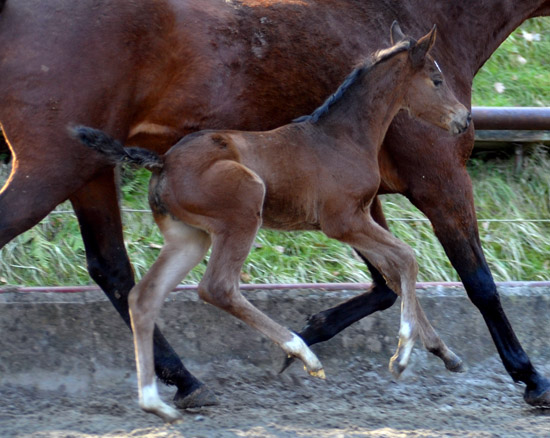 Trakehner Stutfohlen von Oliver Twist u.d. Prmien- und Staatsprmienstute Karena v. Freudenfest - Foto: Beate Langels, Trakehner Gestt Hmelschenburg