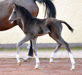 Hengstfohlen von De Niro u.d. Schwalbendiva von Totilas - Foto: Beate Langels - Trakehner Gestt Hmelschenburg