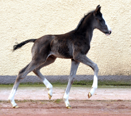 Hengstfohlen von De Niro u.d. Schwalbendiva von Totilas - Foto: Beate Langels - Trakehner Gestt Hmelschenburg