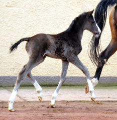 Hengstfohlen von De Niro u.d. Schwalbendiva von Totilas - Foto: Beate Langels - Trakehner Gestt Hmelschenburg