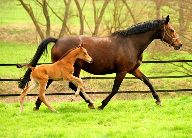 2 Tage alt - Stutfohlen von High Motion u.d. Pr.u.StPrSt. Schwalbenlicht v. Imperio
 - Trakehner Gestt Hmelschenburg - Beate Langels