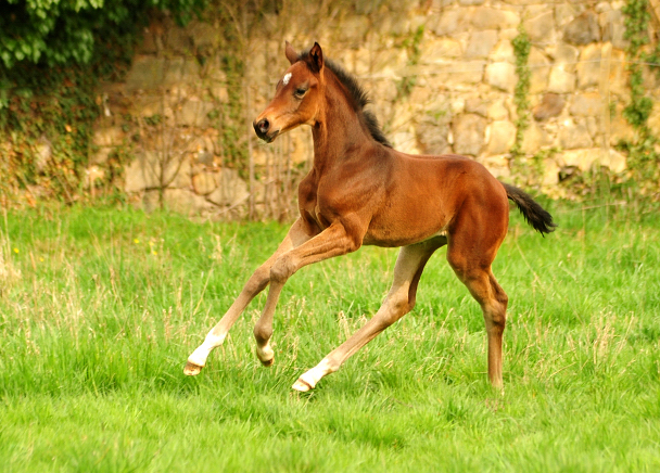 Schwalbenflocke - Oldenburger Stutfohlen von Sir Donnerhall I u.d. Schwalbendiva v. Totilas 
 - Trakehner Gestt Hmelschenburg - Beate Langels