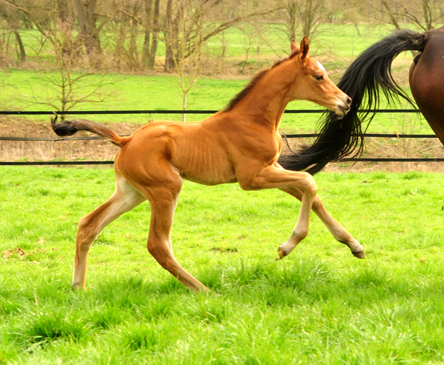 2 Tage alt - Stutfohlen von High Motion u.d. Pr.u.StPrSt. Schwalbenlicht v. Imperio
 - Trakehner Gestt Hmelschenburg - Beate Langels