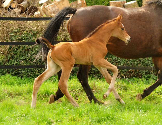 2,5 Tage alt - Stutfohlen von High Motion u.d. Pr.u.StPrSt. Schwalbenlicht v. Imperio
 - Trakehner Gestt Hmelschenburg - Beate Langels