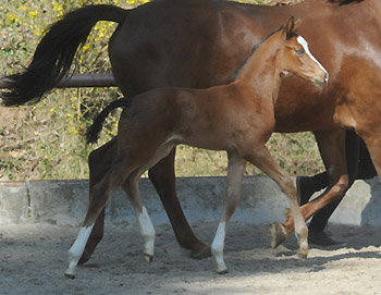 Stutfohlen von Singolo u.d. Pr. u. StPrSt. Klassic v. Freudenfest - Gestt Hmelschenburg