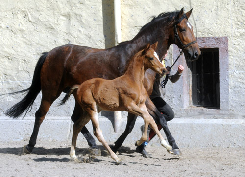 Trakehner Hengstfohlen von Saint Cyr u.d. Pr. u. StPrSt. Karena v. Freudenfest - Gest t H melschenburg - Beate Langels