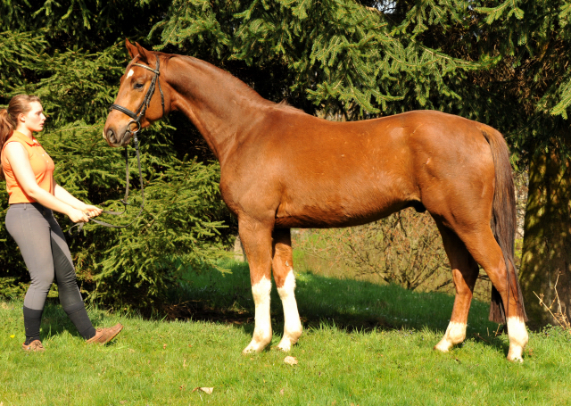  5jhriger Wallach von Fidertanz - Foto: Richard Langels - Gestt Schplitz