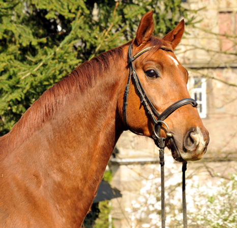  5jhriger Wallach von Fidertanz - Foto: Richard Langels - Gestt Schplitz