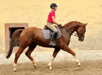  5jhriger Wallach von Fidertanz - Foto: Richard Langels - Gestt Schplitz