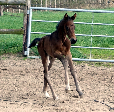 2. April 2017 - Hengstfohlen von Saint Cyr u.d. Zauberpuppe v. Tambour - Foto: Marion Bald