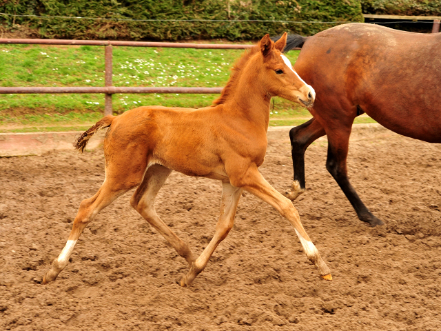 Glory Fire v. Alter Fritz x Sait Cyr - Trakehner Gestt Hmelschenburg - Foto: Beate Langels