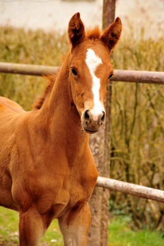 Glory Fire v. Alter Fritz x Sait Cyr - Trakehner Gestt Hmelschenburg - Foto: Beate Langels