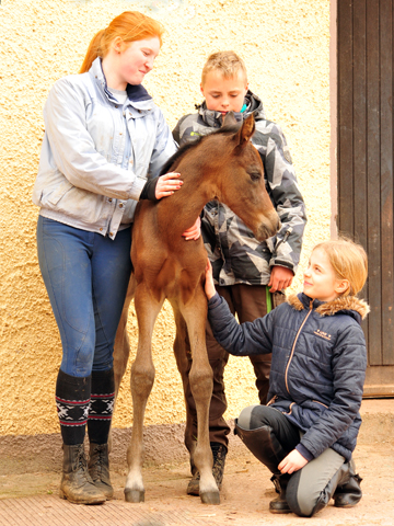 Trakehner Stutfohlen von Saint Cyr u.d. Kaiserspiel v. Exclusiv - Gestt Hmelschenburg -  - copyright by Beate Langels