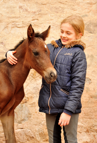 Kaisersonne -Trakehner Stutfohlen von Saint Cyr u.d. Kaiserspiel v. Exclusiv - Gestt Hmelschenburg -  - copyright by Beate Langels