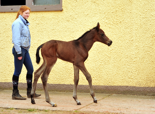 Trakehner Stutfohlen von Saint Cyr u.d. Kaiserspiel v. Exclusiv - Gestt Hmelschenburg -  - copyright by Beate Langels