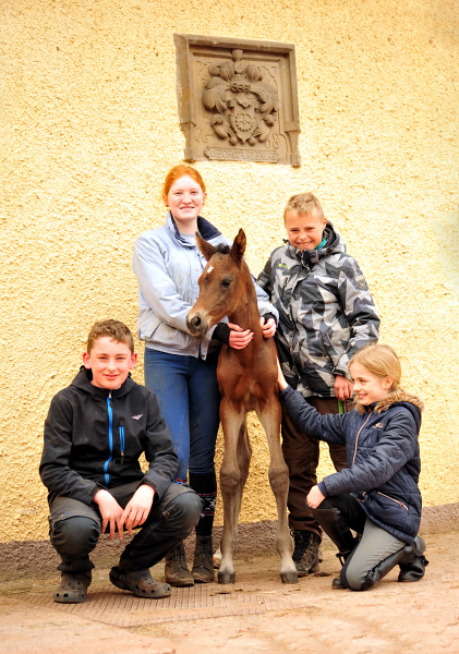 Trakehner Stutfohlen von Saint Cyr u.d. Kaiserspiel v. Exclusiv - Gestt Hmelschenburg -  - copyright by Beate Langels