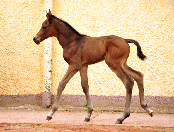 Trakehner Stutfohlen von Saint Cyr u.d. Kaiserspiel v. Exclusiv - Gestt Hmelschenburg -  - copyright by Beate Langels