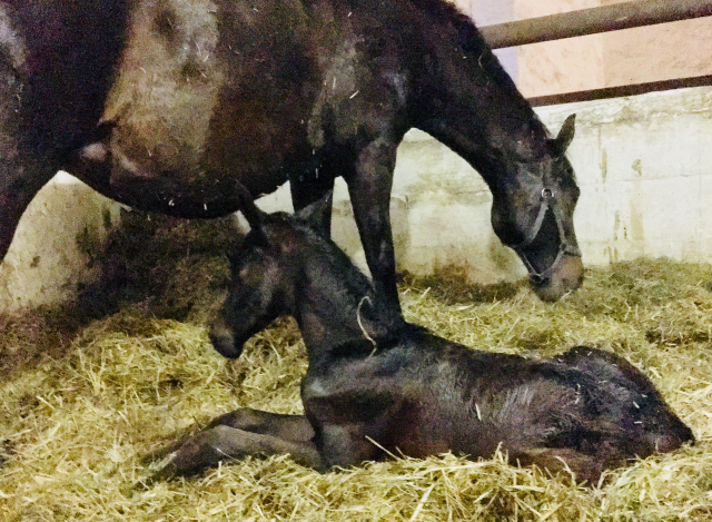 Trakehner Filly by Saint Cyr out of Kaiserspiel by Exclusiv - Foto Beate Langels - Gestt Hmelschenburg