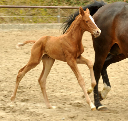 1 Tag alt: Oldenburger Stutfohlen von Symont u.d. Beloved v. Kostolany - Foto: Beate Langels - Trakehner Gestt Hmelschenburg