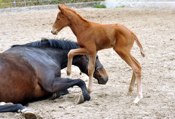 1 Tag alt: Oldenburger Stutfohlen von Symont u.d. Beloved v. Kostolany - Foto: Beate Langels - Trakehner Gestt Hmelschenburg