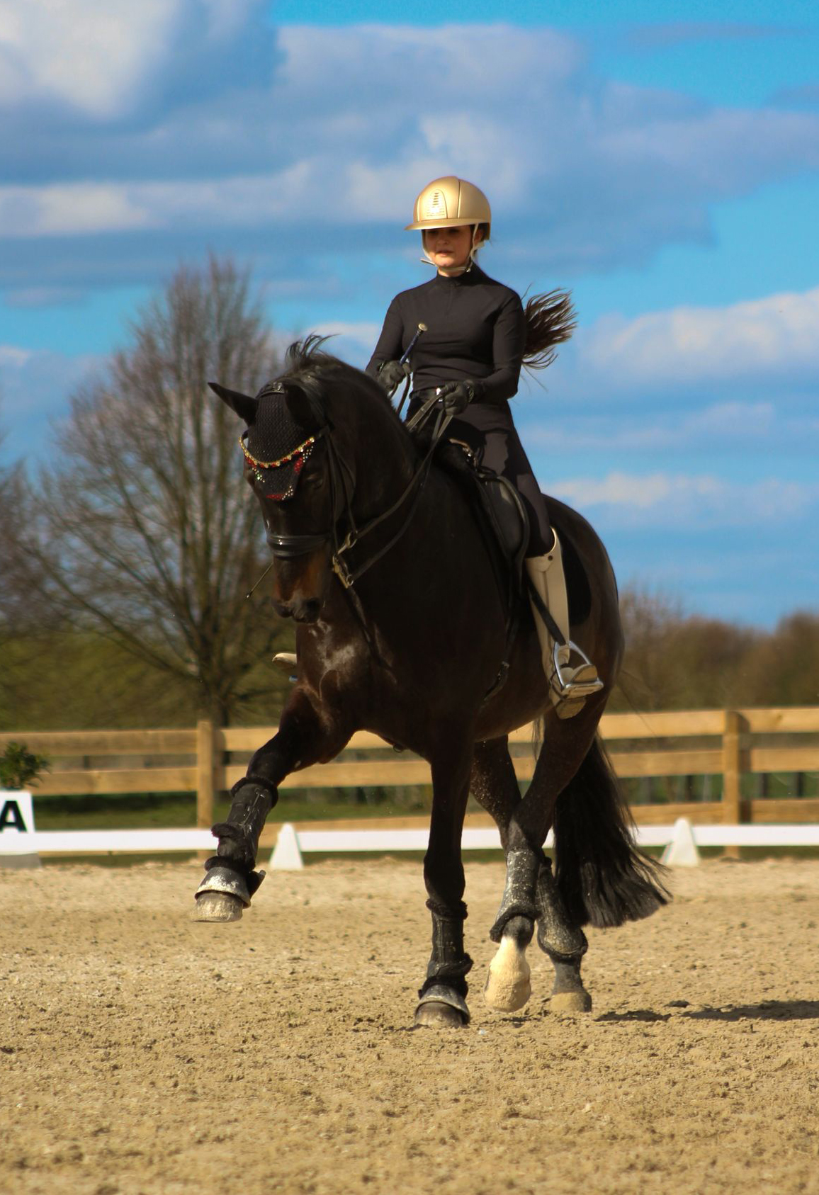 Saint Aleppo von Saint Cyr u.d. Aleppa v. Augustinus, Z�chter: B. Linse