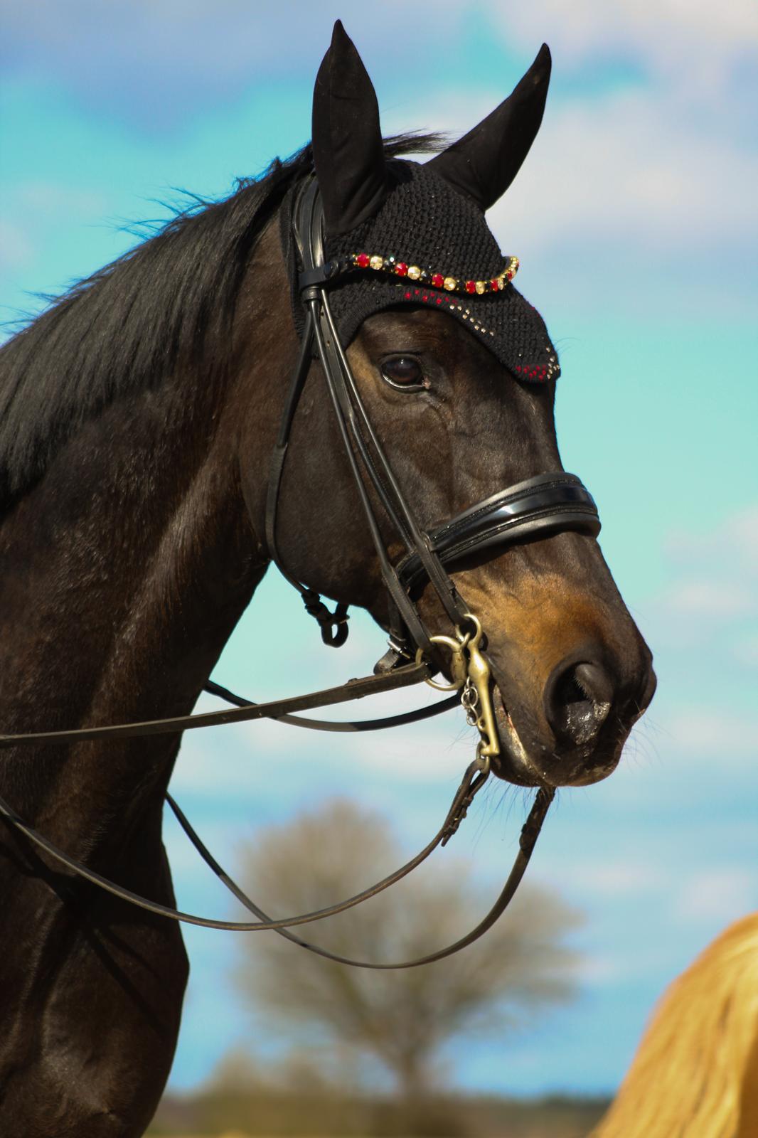 Saint Aleppo von Saint Cyr u.d. Aleppa v. Augustinus, Z�chter: B. Linse