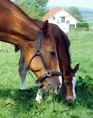 Hengstfohlen von Alter Fritz