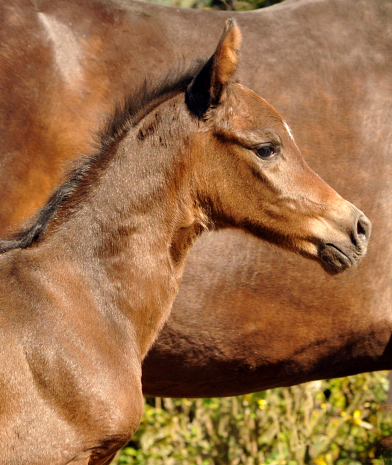 Trakehner Filly by Saint Cyr out of Kaiserspiel by Exclusiv - Foto Beate Langels - Gestt Hmelschenburg