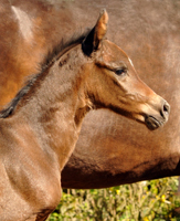 Stutfohlen von Saint Cyr u.d. Kaiserspiel v. Exclusiv