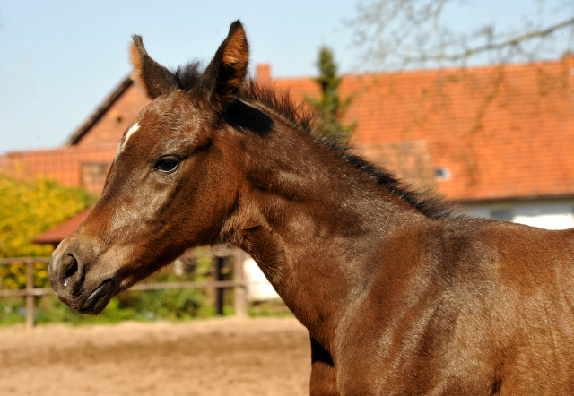 Trakehner Filly by Saint Cyr out of Kaiserspiel by Exclusiv - Foto Beate Langels - Gestt Hmelschenburg