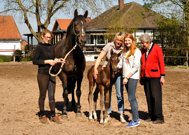 Trakehner Filly by Saint Cyr out of Kaiserspiel by Exclusiv - Foto Beate Langels - Gestt Hmelschenburg