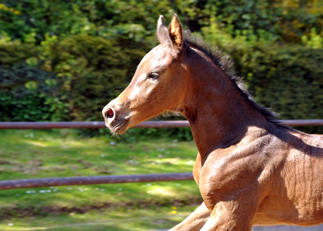 Trakehner Filly by Saint Cyr out of Kaiserspiel by Exclusiv - Foto Beate Langels - Gestt Hmelschenburg