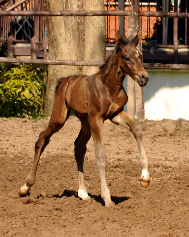 Trakehner Filly by Saint Cyr out of Kaiserspiel by Exclusiv - Foto Beate Langels - Gestt Hmelschenburg