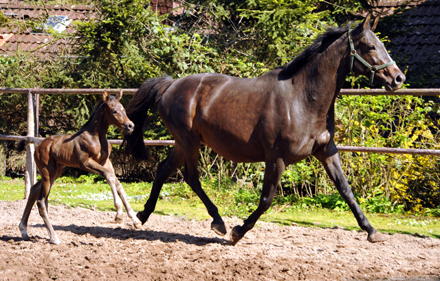 Trakehner Filly by Saint Cyr out of Kaiserspiel by Exclusiv - Foto Beate Langels - Gestt Hmelschenburg