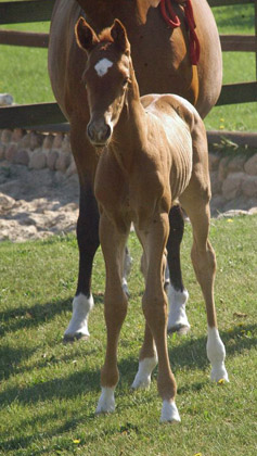 Hengstfohlen von Syriano u.d. Gracia Patricia v. Alter Fritz u.d. Elitestute Gloriette v. Kostolany