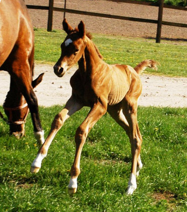 Hengstfohlen von Syriano u.d. Grazia Patricia v. Alter Fritz, Gestt Schplitz - Bernhard Langels