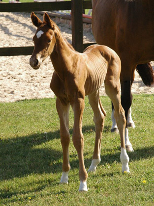 Hengstfohlen von Syriano u.d. Grazia Patricia v. Alter Fritz, Gestt Schplitz - Bernhard Langels