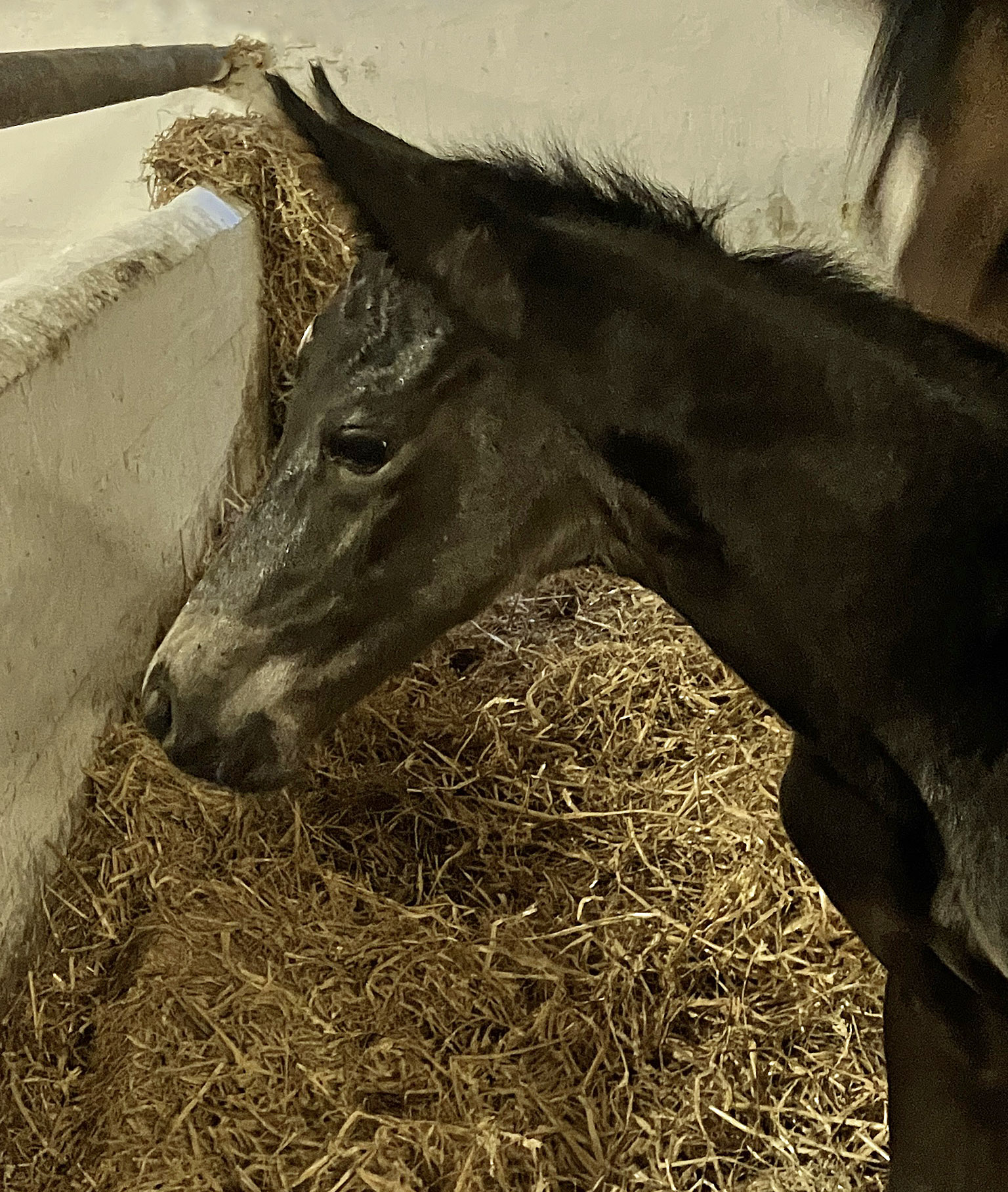 Filly by Saint Cyr out of Pr.St. Schwalbenland by Touch my Heart - Foto: Beate Langels