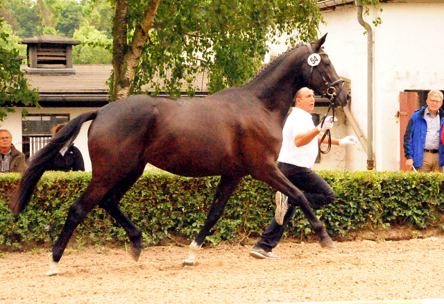 Gacyria von Saint Cyr als Prmienanwrterin des Trakehner Verbandes - Foto: Beate Langels