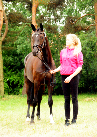 Gacyria von Saint Cyr als Prmienanwrterin des Trakehner Verbandes - Foto: Beate Langels