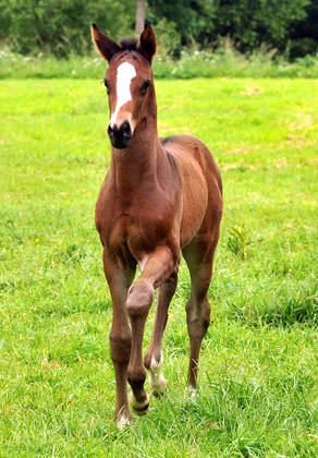 Trakehner Filly by Saint Cyr out of Premiummare Tavolara by Exclusiv - Gestt Hmelschenburg - Beate Langels