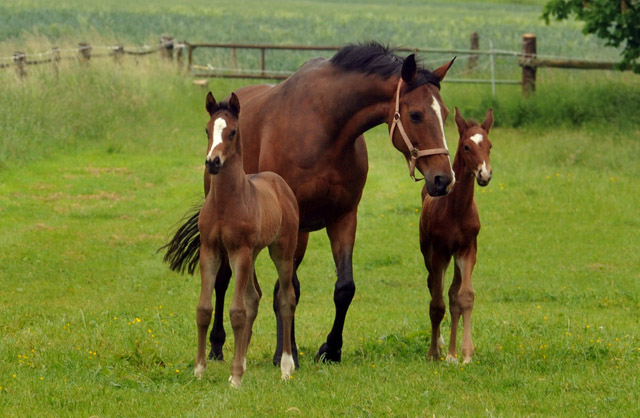 Trakehner Filly by Saint Cyr out of Premiummare Tavolara by Exclusiv - Gestt Hmelschenburg - Beate Langels