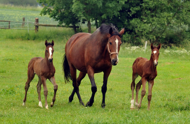 Trakehner Filly by Saint Cyr out of Premiummare Tavolara by Exclusiv - Gestt Hmelschenburg - Beate Langels