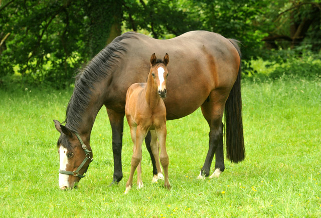 Trakehner Filly by Saint Cyr out of Premiummare Tavolara by Exclusiv - Gestt Hmelschenburg - Beate Langels