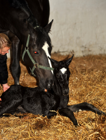 Stutfohlen von Symont u.d. Greta Garbo v. Alter Fritz, Foto: Beate Langels, Trakehner Gestt Hmelschenburg